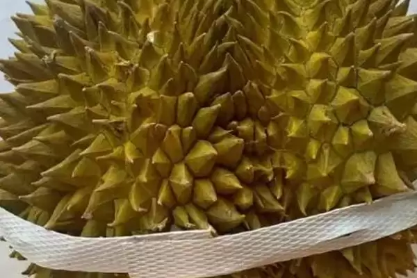 图片[6]-榴莲的英文名称 ,榴莲的英文名称是怎么来的呢？-会东网