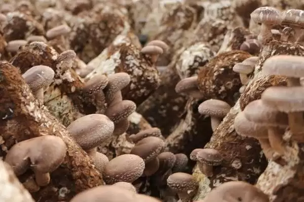 图片[4]-香菇品种的种类和要点？了解香菇品种需关注哪些关键内容？-会东网