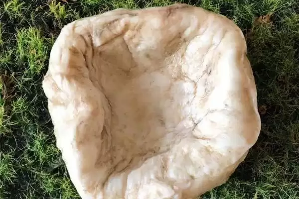 图片[3]-什么是肉灵芝？认识肉灵芝要了解哪些关键的物种特性和价值信息？-会东网