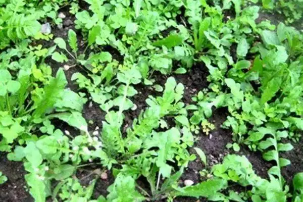 图片[4]-了解种荠菜适用土壤的方法和重点？了解种荠菜适用土壤要做好哪些细节？-会东网
