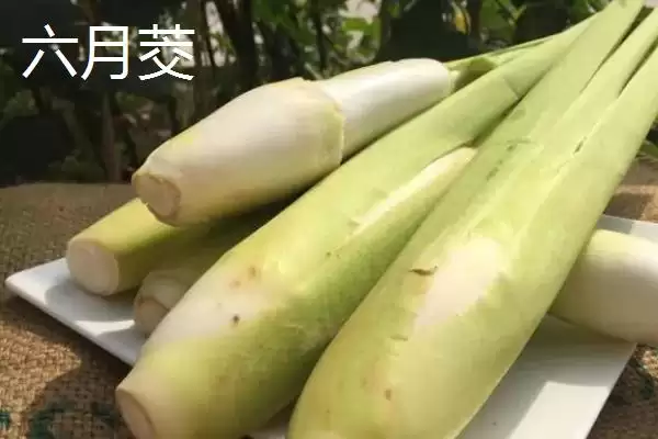 图片[7]-种植茭白的环境要求和要点？种植茭白需关注哪些环境要素？-会东网