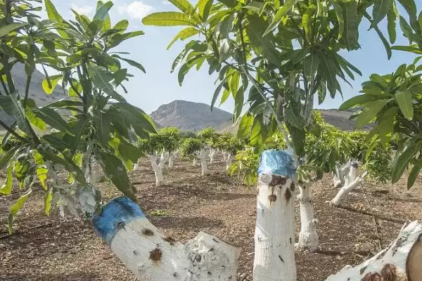 图片[3]-芒果树的嫁接方法有哪些 ,芒果树几月嫁接成活率高-会东网