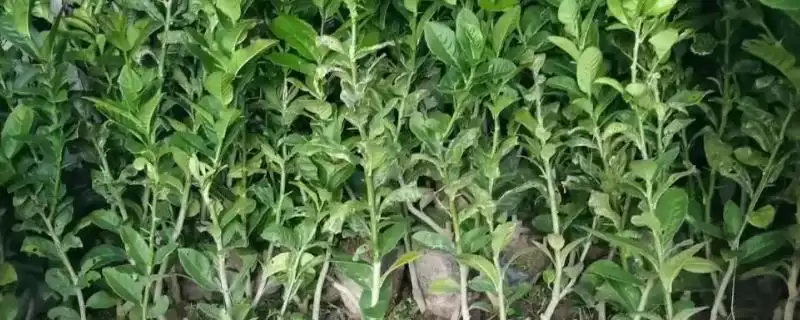 香橼果苗价格的波动和要点？了解香橼果苗价格需关注哪些市场因素？-会东网