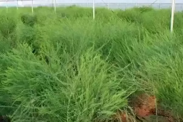 图片[5]-芦笋的管理方法有哪些 ,芦笋怎样进行管理-会东网