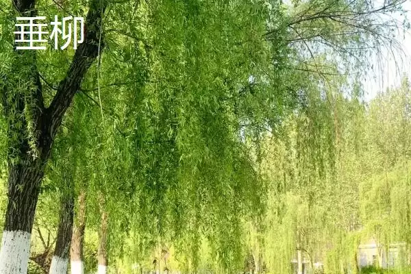 图片[4]-金丝柳的产地 ,金丝柳原产于哪些地区呢-会东网