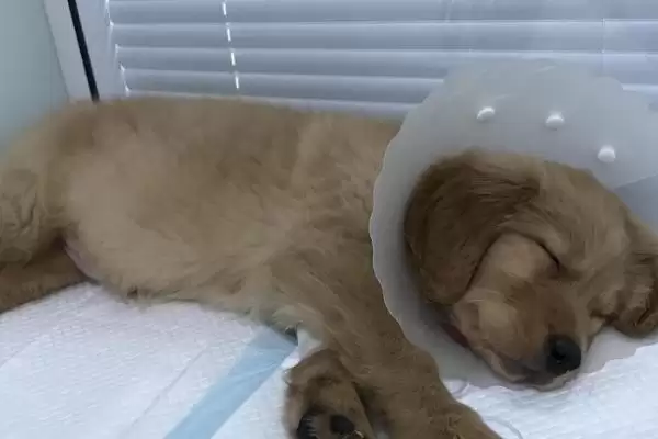 图片[5]-犬瘟热深度解析：主要感染犬科动物的疾病特点-会东网