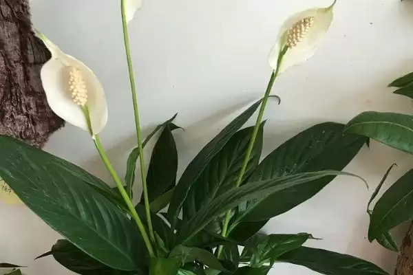 图片[6]-种植一帆风顺的方法和重点？种植一帆风顺要做好哪些细节？-会东网