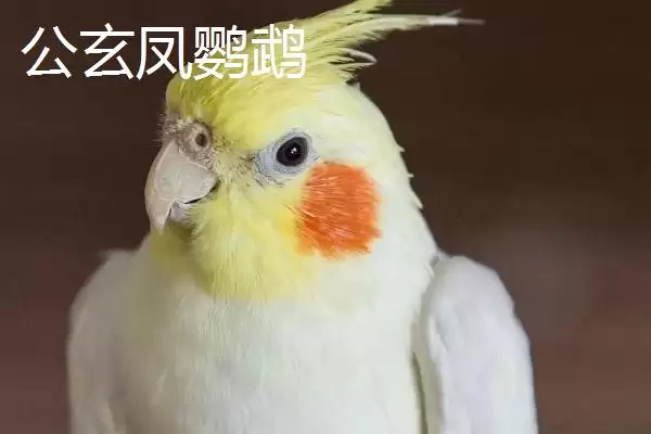 图片[3]-区分玄凤鹦鹉公母的方法和重点？区分玄凤鹦鹉公母要做好哪些细节？-会东网