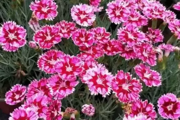 图片[2]-花卉界的“硬汉”：五彩石竹、观花石榴耐热又耐寒的秘密-会东网