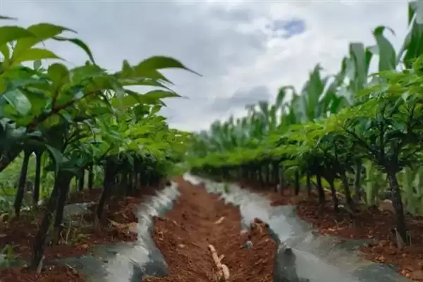 图片[2]-魔芋的播种方式一般是怎样的呢 ,魔芋的播种方式通常选择沟播形式-会东网
