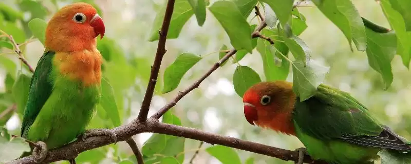 区分鹦鹉换毛和咬毛的方法和重点？区分鹦鹉换毛和咬毛要做好哪些细节？-会东网