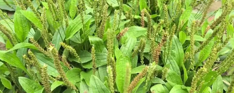 了解栽培车前草经济效益的方法和重点？了解栽培车前草经济效益要做好哪些细节？-会东网