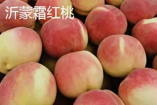图片[5]-十月桃子的甜蜜诱惑：金秋红蜜桃、皖农冬桃等品种介绍-会东网