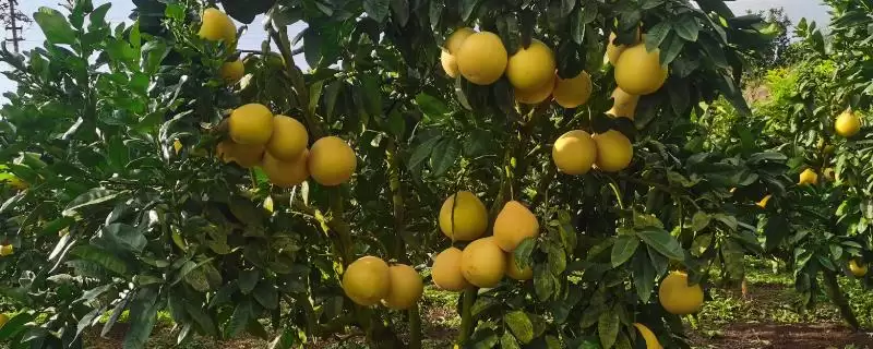 提高柚子甜度的方法？提高柚子甜度要掌握哪些从施肥到光照管理的要点？-会东网