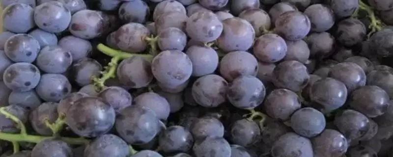 巨峰葡萄的原产地 ,巨峰葡萄原产于哪里及现在分布如何？-会东网