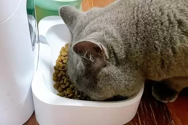 图片[4]-判断英短蓝猫怕不怕热的方法和重点？判断英短蓝猫怕不怕热要做好哪些细节？-会东网