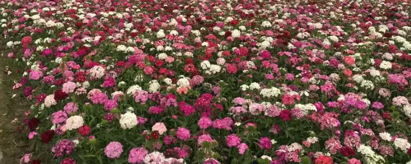 花卉界的“硬汉”：五彩石竹、观花石榴耐热又耐寒的秘密-会东网
