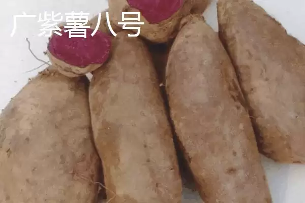 图片[6]-紫薯品种的种类和要点？了解紫薯品种需关注哪些关键信息？-会东网