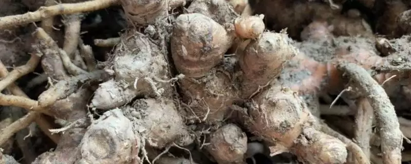 了解种风姜适用土壤的方法和重点?了解种风姜适用土壤要做好哪些细节?-会东网