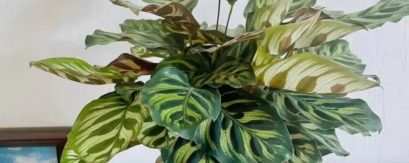 孔雀竹芋叶片萎缩的处理 ,孔雀竹芋叶片萎缩为何要移到阳光下？-会东网