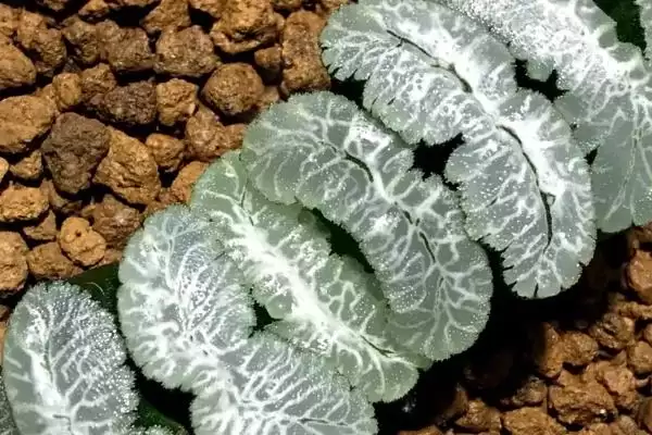图片[7]-认识玉扇的方法和重点？认识玉扇要做好哪些细节？-会东网