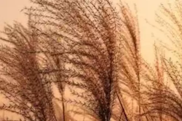 图片[3]-芦苇是什么样的植物 ,芦苇属于什么类型的植物-会东网