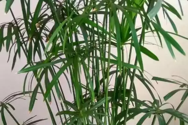 图片[4]-台湾竹的养殖注意事项？养殖台湾竹要遵循哪些重要的养护注意要点？-会东网