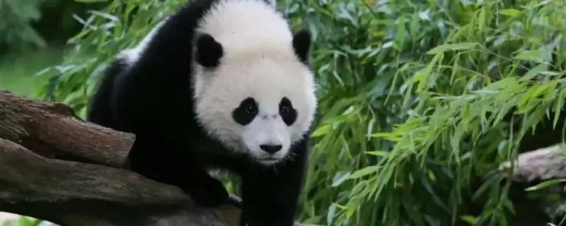 探寻熊猫名称来历的方法和重点？探寻熊猫名称来历要做好哪些细节？-会东网