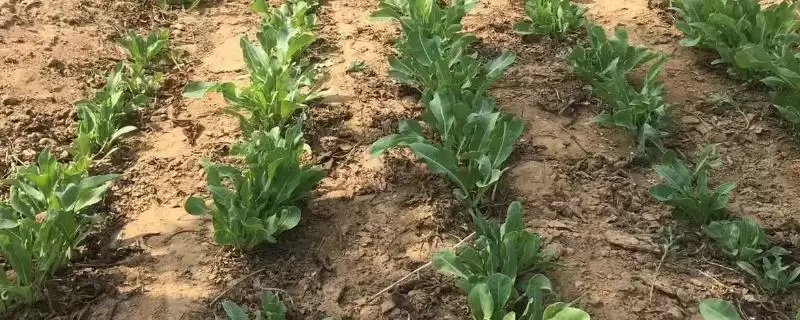种植板蓝根的成本和收益？种植板蓝根需考量哪些经济因素？-会东网