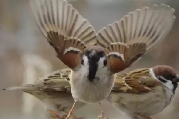图片[3]-如何饲养麻雀？饲养麻雀要掌握哪些合适的饲养技巧和要点？-会东网