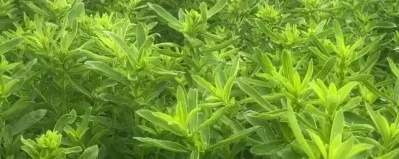 种植甜叶菊的注意事项和重点？种植甜叶菊要留意哪些关键问题？-会东网