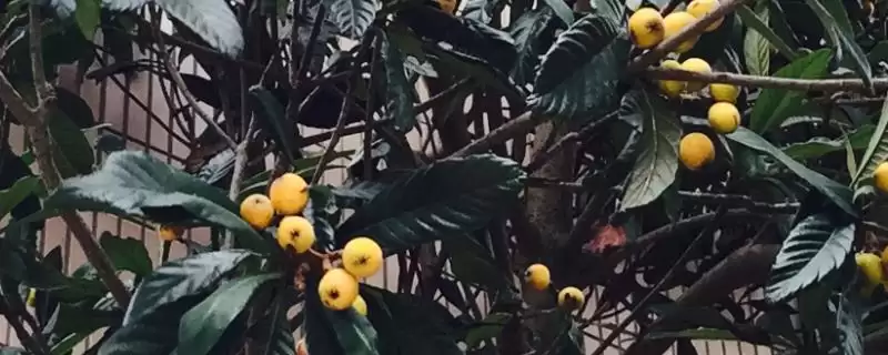 如何培育良种枇杷？培育良种枇杷要遵循哪些科学的培育流程？-会东网