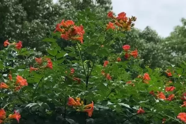 图片[4]-凌霄花在院子里的种植可行性 ,凌霄花无毒为何可种院子里？-会东网