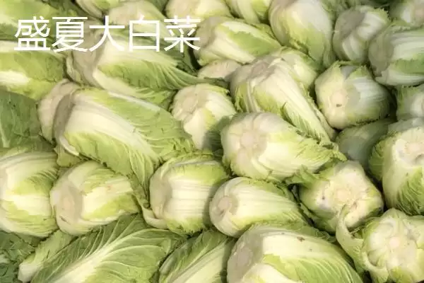 图片[6]-认识早熟大白菜品种的方法和重点？认识早熟大白菜品种要做好哪些细节？-会东网