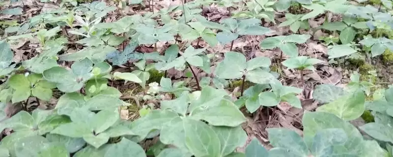 种植一亩重楼的成本和要点?种植重楼成本核算需关注哪些?-会东网