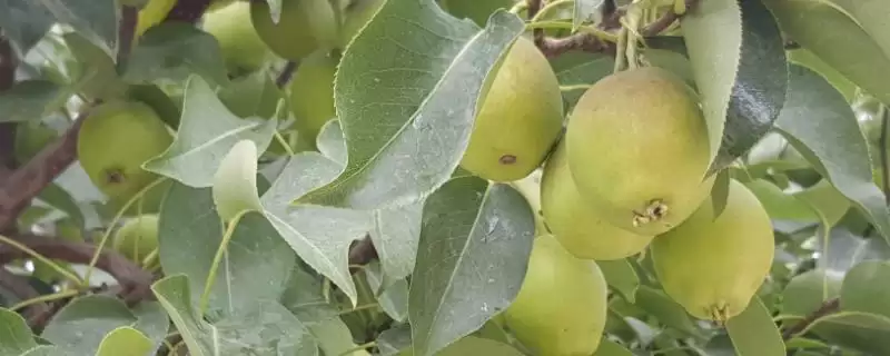 香梨品种的种类和要点？了解香梨品种需关注哪些关键内容？-会东网