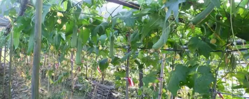 丝瓜的种植方法？种植丝瓜要遵循哪些科学的种植步骤和管理要点？-会东网