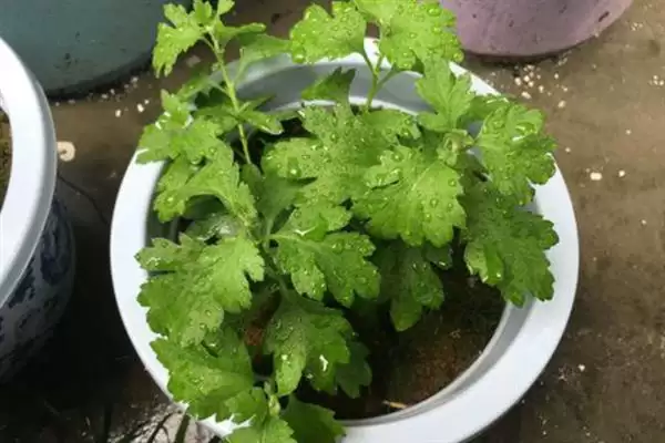 图片[7]-如何防治菊花黑斑病？养护菊花防治黑斑病要采用哪些防治方法？-会东网