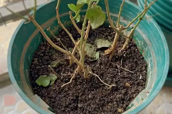 图片[3]-茉莉的种植方法是怎样的呢 ,茉莉是一种可攀援灌木的植物及种植方法-会东网