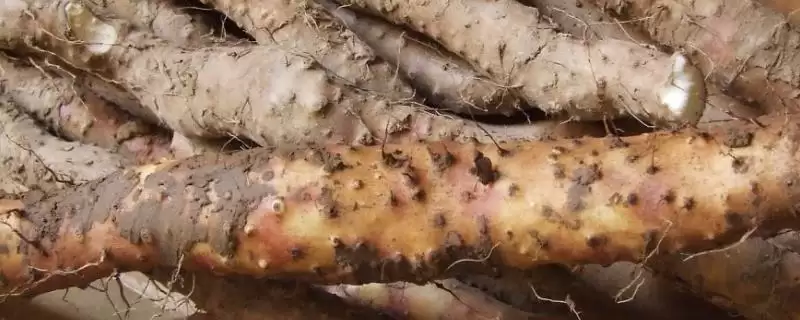 小白嘴白山药特产地区的要点和解读？了解小白嘴白山药产地需关注哪些关键信息？-会东网