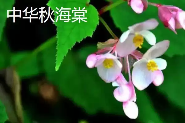图片[3]-秋海棠品种大集合：单翅秋海棠及中华秋海棠等介绍-会东网
