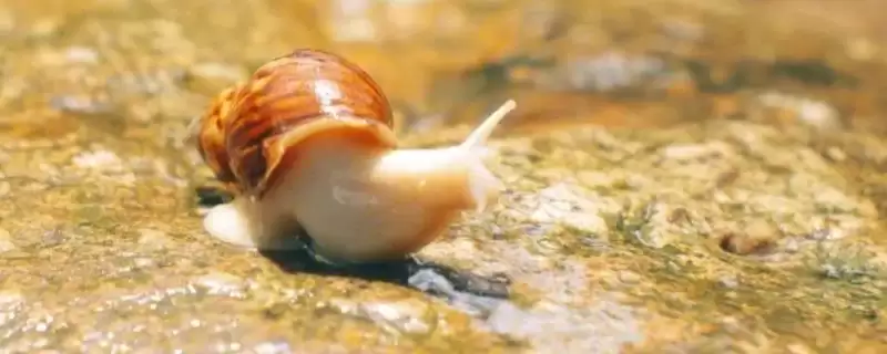 蜗牛吃什么？了解蜗牛食物要知晓哪些关键的食物种类和营养需求要点？-会东网