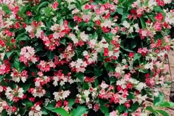 图片[2]-养殖五彩锦带的方法和重点？养殖五彩锦带要做好哪些细节？-会东网