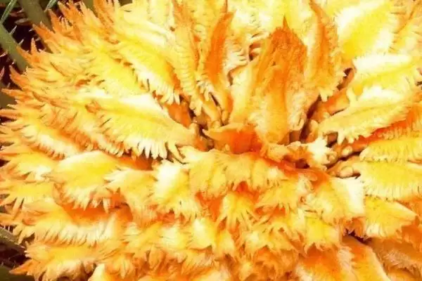 图片[4]-铁树开花是吉兆还是凶兆？探讨铁树开花寓意要分析哪些文化和心理因素？-会东网