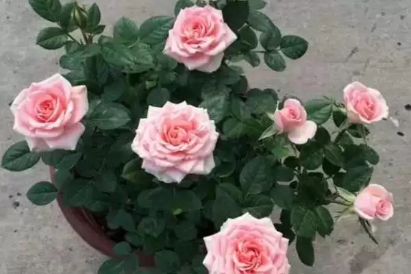 图片[5]-钻石玫瑰花语的含义和要点？理解钻石玫瑰花语需关注哪些关键？-会东网