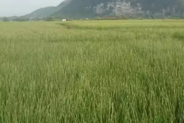 图片[4]-了解一亩地计算方法的方法和重点？了解一亩地计算方法要做好哪些细节？-会东网
