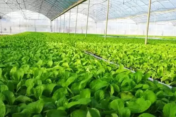 图片[8]-夏季适合种植蔬菜的种类和要点？夏季选种蔬菜需关注哪些品种？-会东网