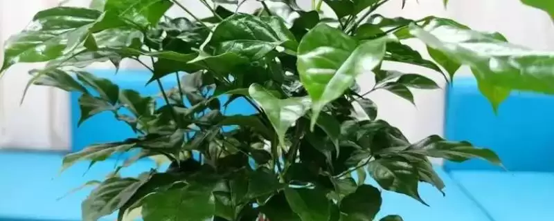 让幸福树在北方过冬的方法和重点?让幸福树在北方过冬要做好哪些细节?-会东网
