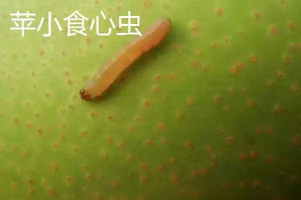 图片[6]-氯氰菊酯适合在什么时候打 ,氯氰菊酯防治不同虫害何时打-会东网