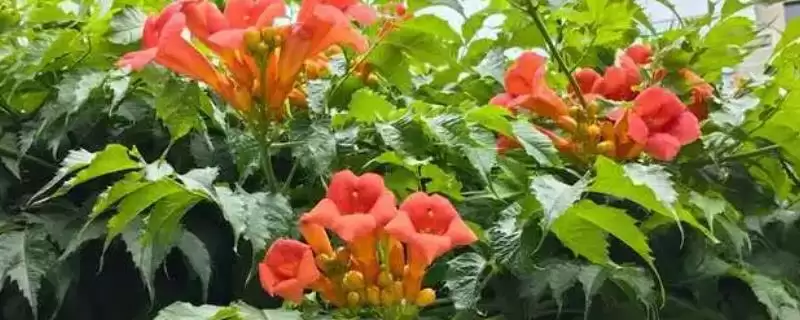 凌霄花在院子里的种植可行性 ,凌霄花无毒为何可种院子里？-会东网